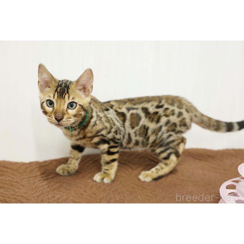 成約済の大阪府のベンガル-124883の2枚目